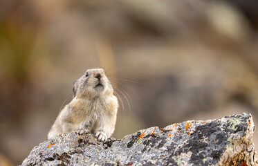 Collared Pika in Autumn in Denali National Park Alaska