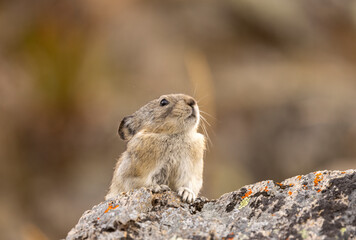 Collared Pika in Autumn in Denali National Park Alaska