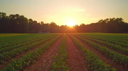 Selbstklebende Fototapeten A peanut plantation at sunset, with rows of peanut plants extending to the horizon, capturing the serene and expansive nature of the farm. © Muhammad