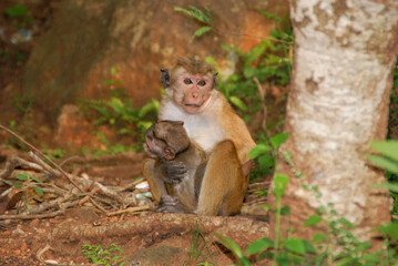 Sri Lanka | Asia