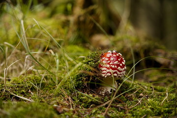 Fly Agaric Mushroom in Forest