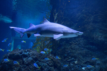 Oceans sea aquarium underwater world with school of fish, shark , coral reef and anemone 