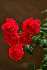 Blooming red roses flower on a bush in a garden.