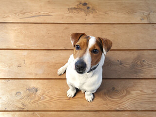 Adorable puppy Jack Russell Terrier at home, looking at the camera. Portrait of a little dog.