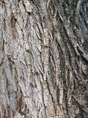 A detailed close-up of rough tree bark highlights intricate textures and natural patterns, showcasing the resilience of nature.