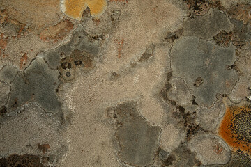 Textured surface of moss and lichen on a weathered rock
