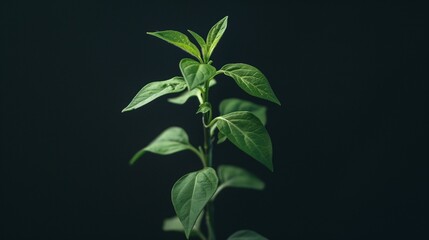 seed germinating, revealing the hidden mathematical principles during the process of growth