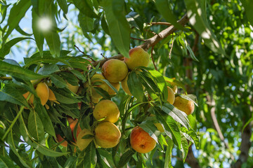 Ripening peaches on a tree, summer.