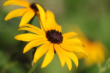 close up coneflower,  yellow flower with brown pollen pistils, summery yellow flower 