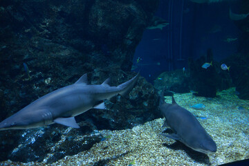 Fototapeta premium Oceans sea aquarium underwater world with school of fish, shark , coral reef and anemone 