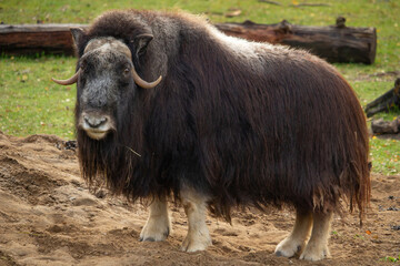 Big Muskox and green grass