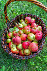 Fresh apples in a basket, in a summer garden, in a countryside