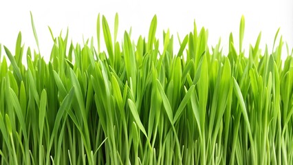 Fresh green grass blades stand out against a clean white background, like a patch of lawn isolated in springtime