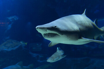 Oceans sea aquarium underwater world with school of fish, shark , coral reef and anemone 
