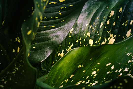 Close Up of dark Leaf Texture, elegant tropical background
