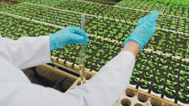 Close-up. Hands in gloves take water samples for watering lettuce seedlings. A scientist conducts a study of plants, identifies diseases, the amount of harmful substances in the soil and water. 