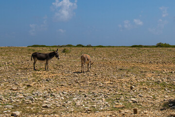 Bonaire, treasure of the Carribean