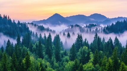 Naklejka premium Misty sunrise over evergreen forests and rolling mountains