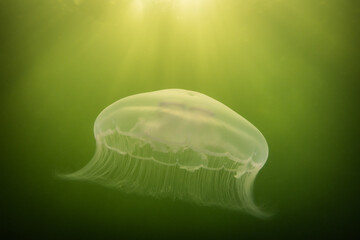saltwater marine life creature jellyfish called moon jelly or aurelia aurita. Interesting species...