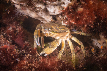Cold salt water zeeland crab in Dutch Netherlands scuba dive site. Underwater crustacean wildlife in natural habitat environment