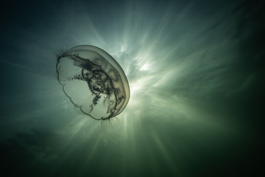 saltwater marine life creature jellyfish called moon jelly or aurelia aurita. Interesting species in Dutch sea Zeeland swimming wild underwater with sunbeams of light from sun behind