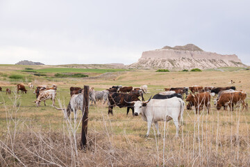 cows and calf in a field