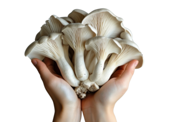 PNG  Hands holding mushroom fungus plant.
