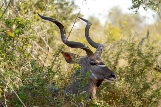 Majestic Antelope Hiding in Green Foliage