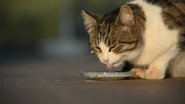 Tabby cat drinking milk from a saucer, enjoying the creamy beverage while sitting on the floor in a sunlit room