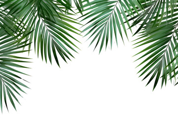 Obraz premium Tropical palm leaves frame