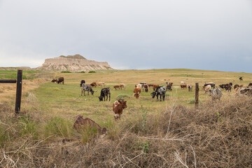 Obraz premium cows and calf in a field