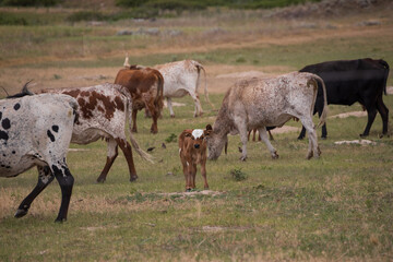 cows and calf in a field