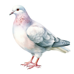 Naklejka premium Beautiful Pigeon Watercolor Clipart, Grey Bird Colored Design for Your Corporate and Business Graphic Resource or Creative Project, Ai Generative