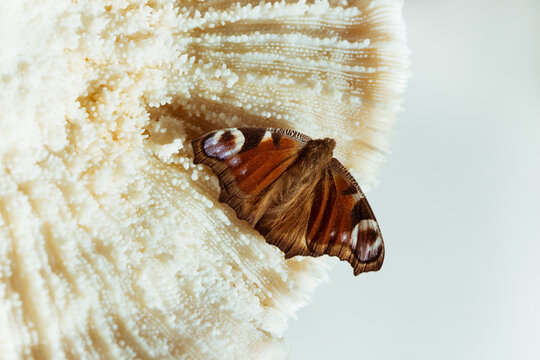 A butterfly rests on a textured marine coral shell