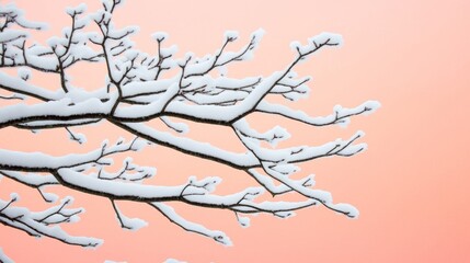 Frost-covered tree branches glisten under a pastel pink and orange dawn sky creating a tranquil November scene 