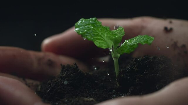 Woman hands holding green seedling. Water drops falling on a sprout leaves over soil in slow motion. New eco life and waste concept. Plastic free. Earth day. ESG nature environment save