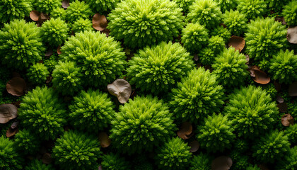 Lush green moss clusters with intricate textures and patterns in vibrant natural setting