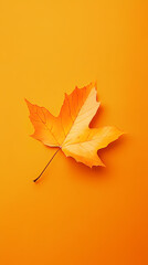 Single maple leaf on a yellow background