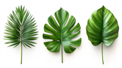 Set of tropical green leaf 