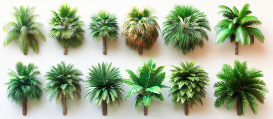 Set of Tropical Tree Collection: Palm, Pine, and Coconut