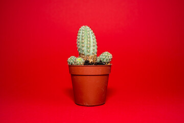 Small cactus in pot with red background