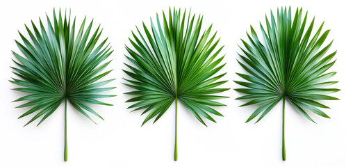 Set of palm tree