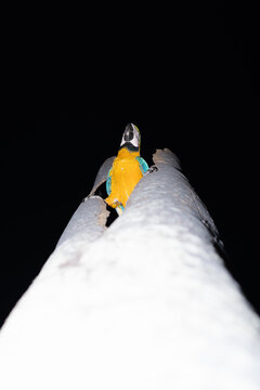 Yellow, blue and green macaw in a tree