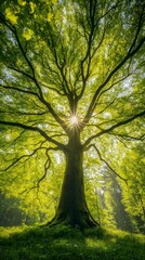 Fototapeta premium Leafy Tree with Thick Branches View from Below, Forest, Nature, Photo Realistic, Wallpaper, Cover and Screen for Smartphone, PC, Laptop, 9:16 and 16:9 Format