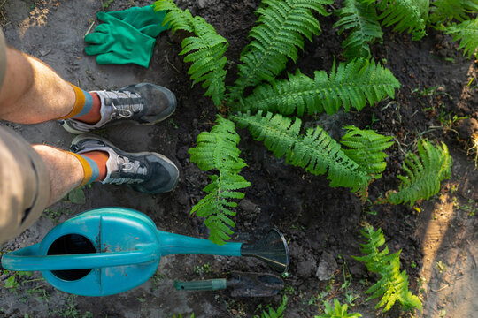 top view of legs near a fern bush