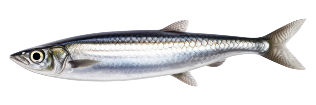 PNG Anchovy fish sardine seafood animal.