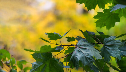 Green leaves with raindrops, on a bright autumn background in sunny weather