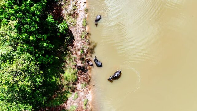 A few black buffalos chilling in the muddy river on hot sunny day. Drone rising over the waterscape and green tropical forest.