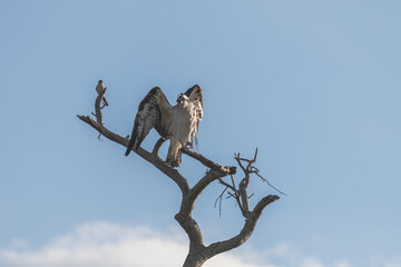 Osprey perched on a tree limb Tampa Florida