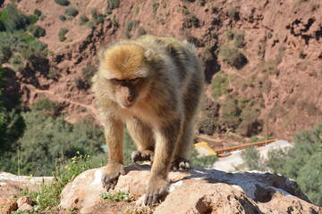 monkey ouzoud